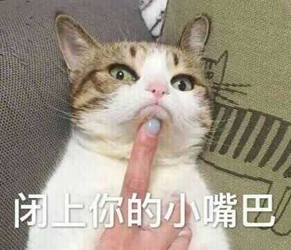 有什么可爱的动物表情包?