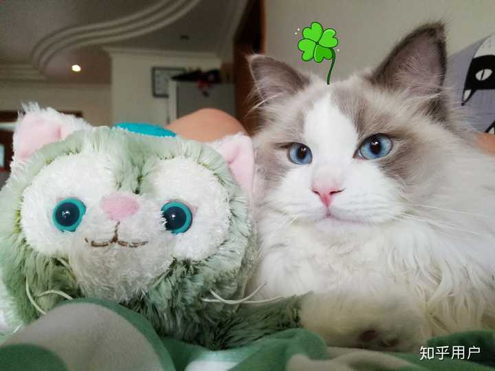 布偶猫和暹罗猫怎么一起养?