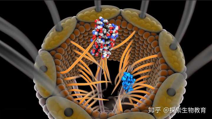 我们知道细胞核具有双层膜结构,核孔复合体即是一种镶嵌在内外核膜中