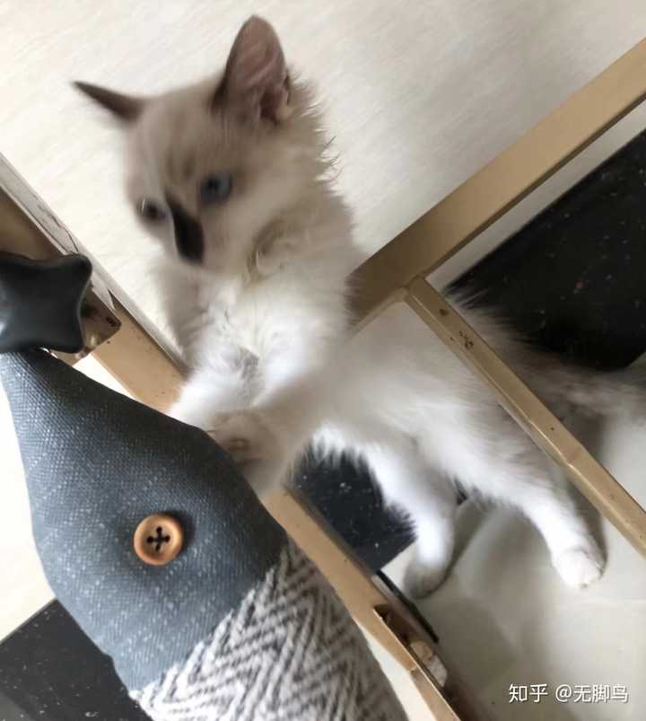 养一只很丑的布偶猫是种什么样的体验?