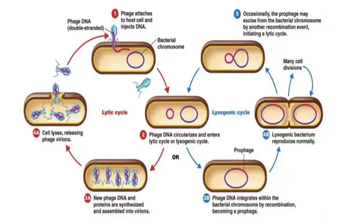 首先,噬菌体分为烈性噬菌体和温和噬菌体两种,烈性噬菌体在接触到细菌