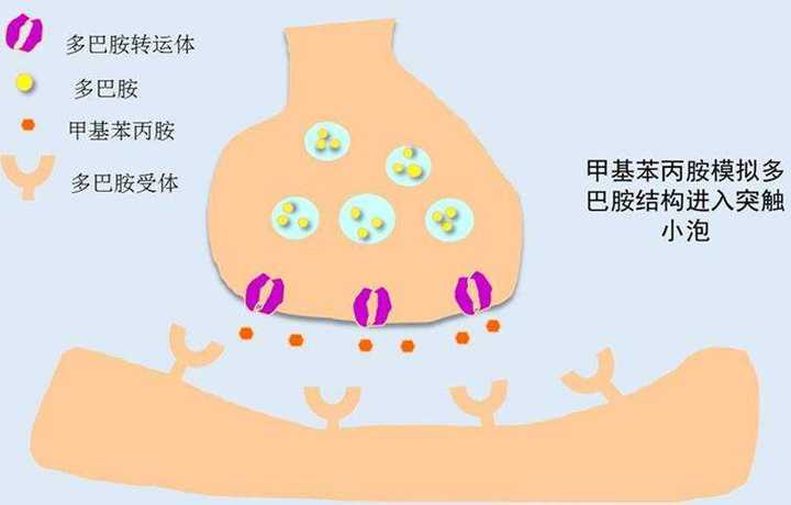 为什么不能将多巴胺血清素和内啡肽像胰岛素一样注射来治疗抑郁症?