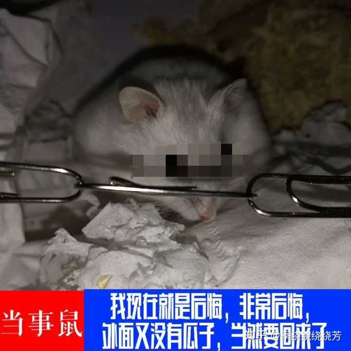 仓鼠怎么养?