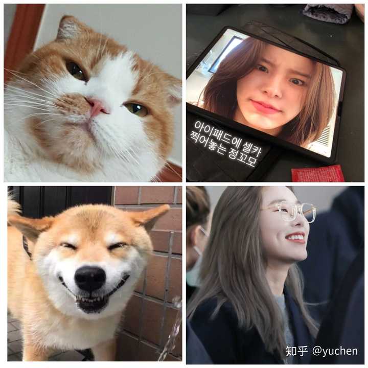 韩国kpop有哪些猫系长相和狗系长相的idol?