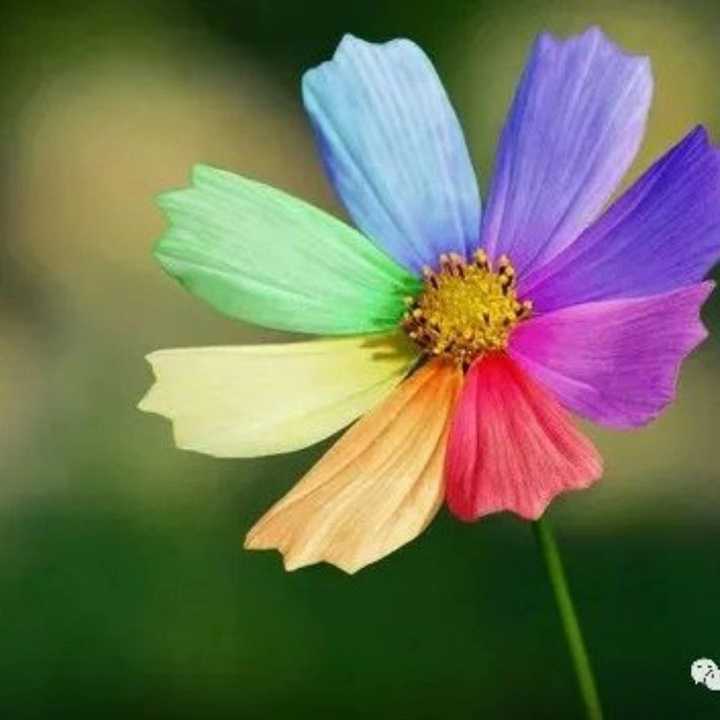 转基因变异小菊花