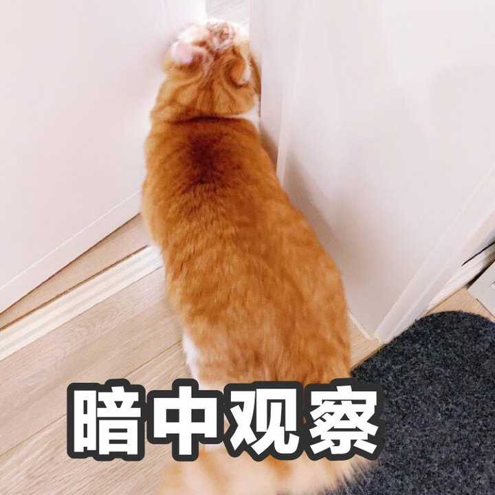 大家有没有这只橘猫的表情包?