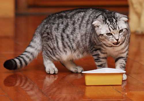 猫咪突然食欲不振怎么办?