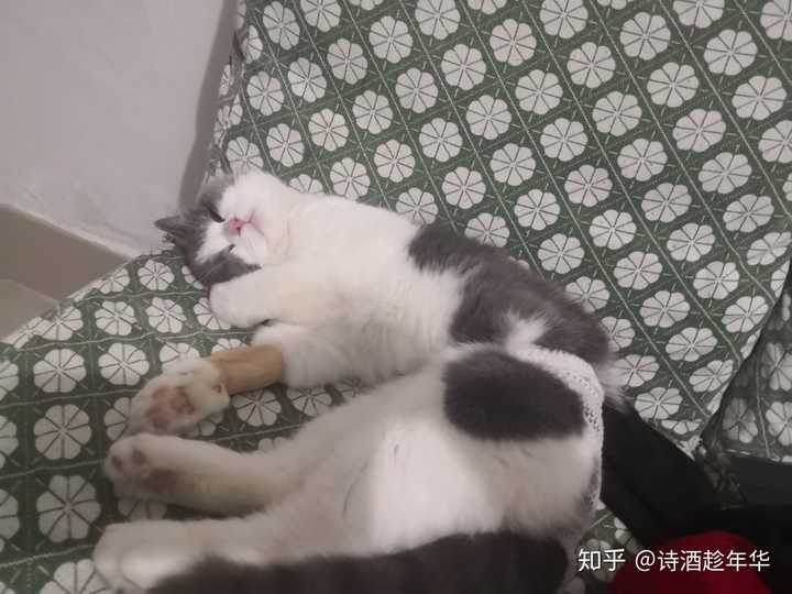 拥有一只高颜值的猫是怎样的体验?