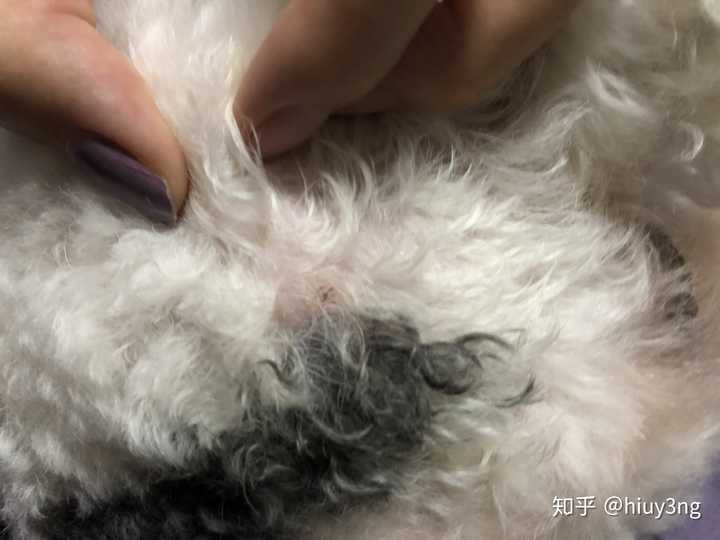 请问狗狗皮肤有两三个凸起来的疙瘩,不知道是什么?
