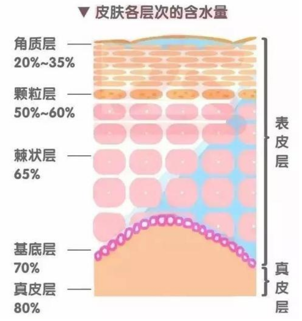 真正需要补水的是表皮层,我们皮肤的表皮层分为: 角质层, 透明层