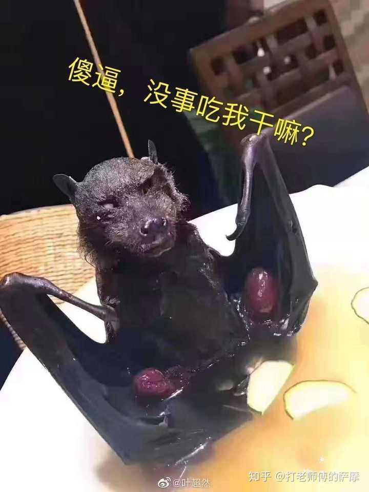 那些吃蝙蝠的人是什么心态?