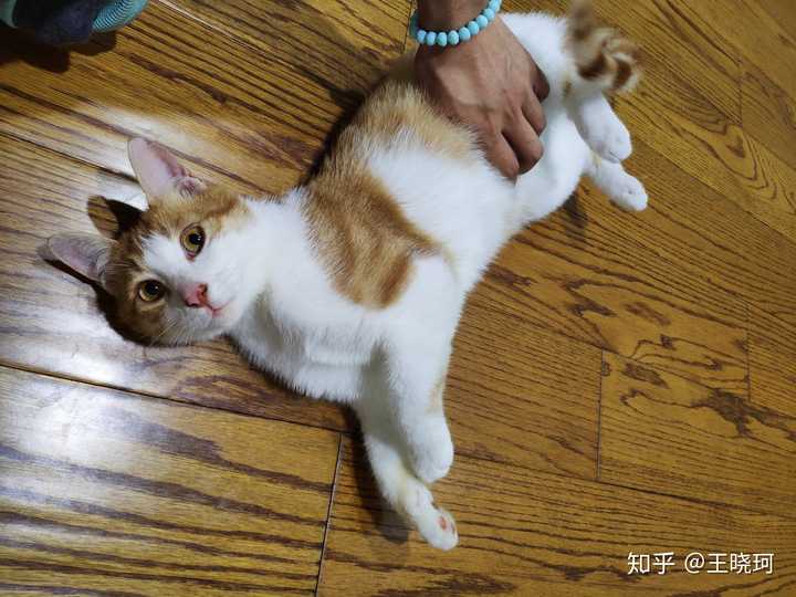 养品种猫和土猫的体验会有多大不同?