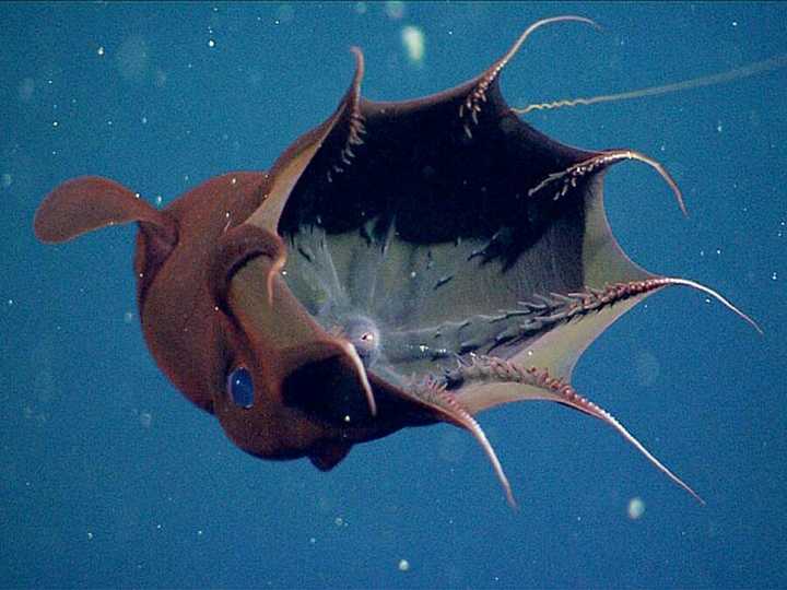 深海有什么恐怖的生物?www.zhihu.com回答