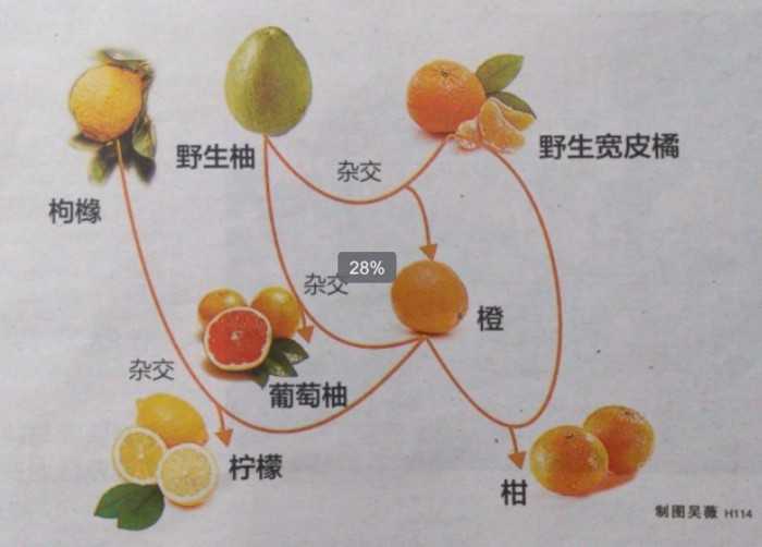 桔子上火