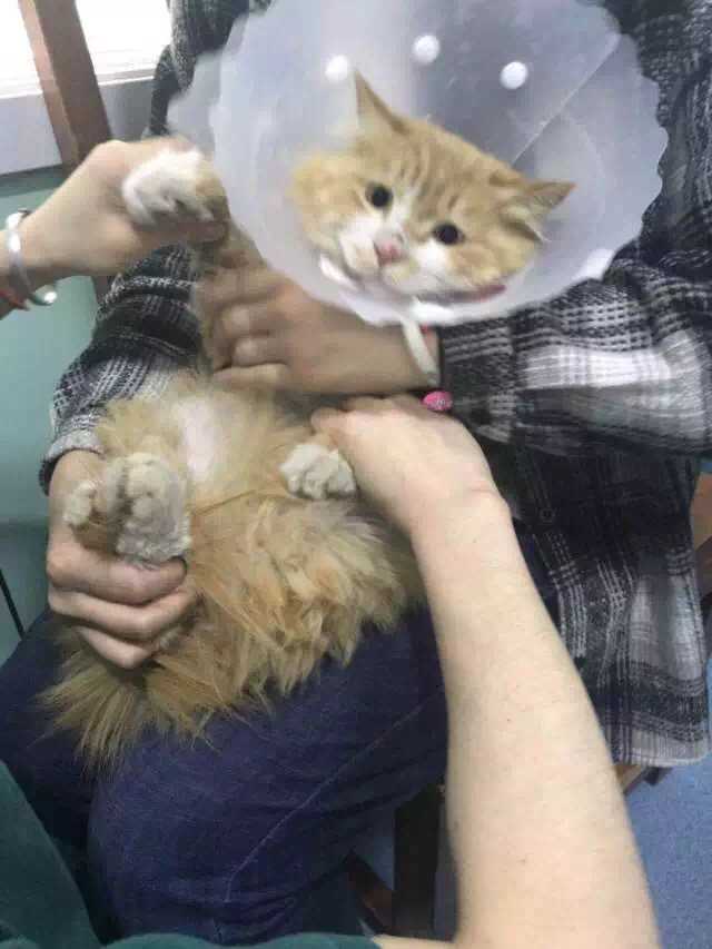 我可好奇喜欢猫为什么不让猫自由?爱猫人士?