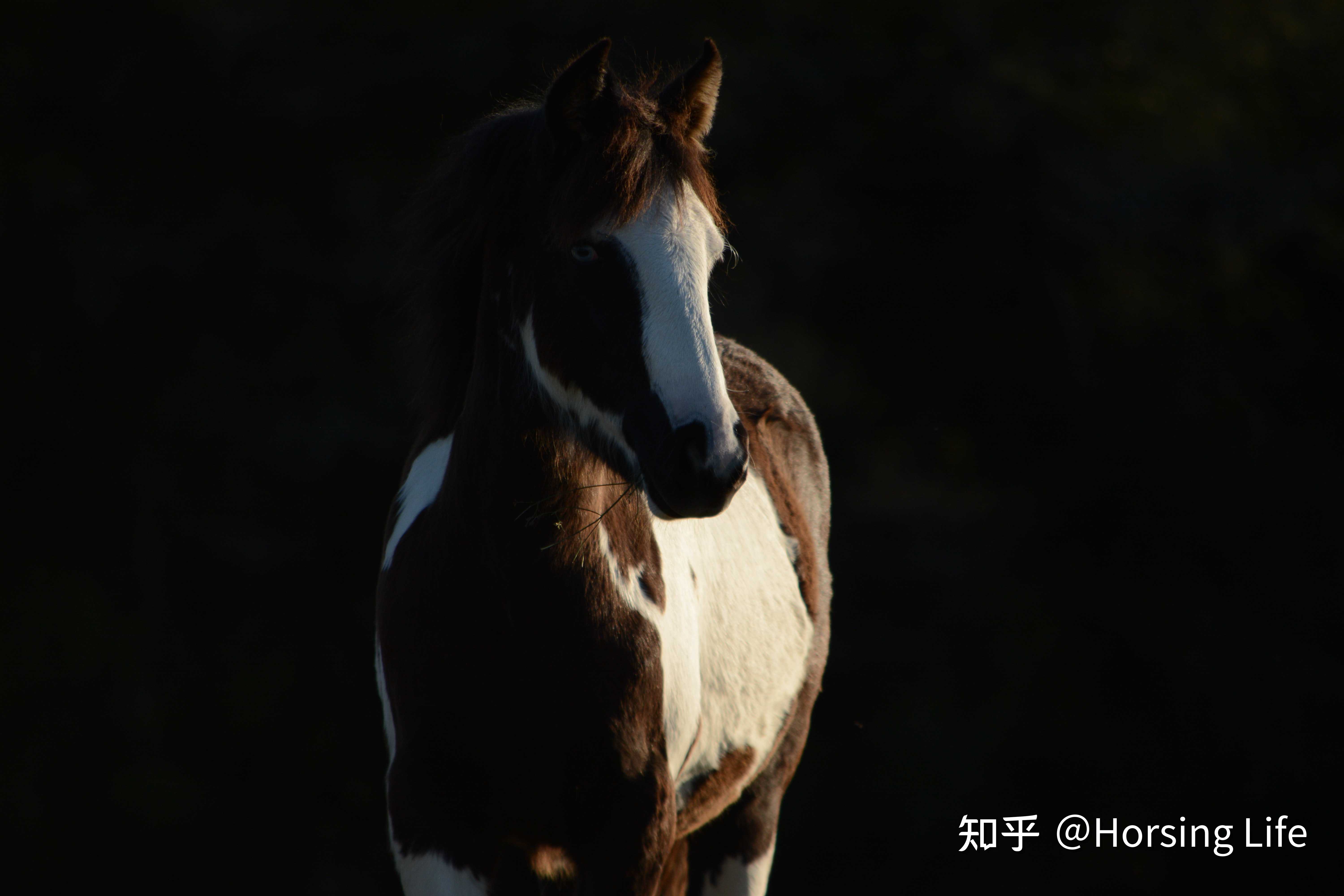 horsing life 的想法: 累了就要歇一歇啊,要不然身体