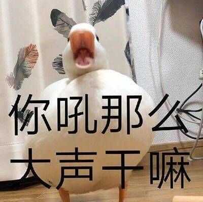 有什么笑到头掉的表情包?
