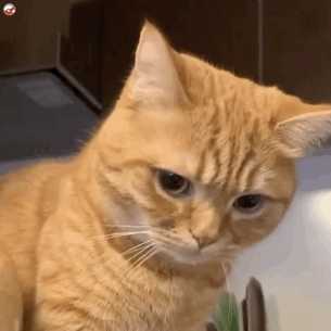 有这样的猫表情包的动图吗?