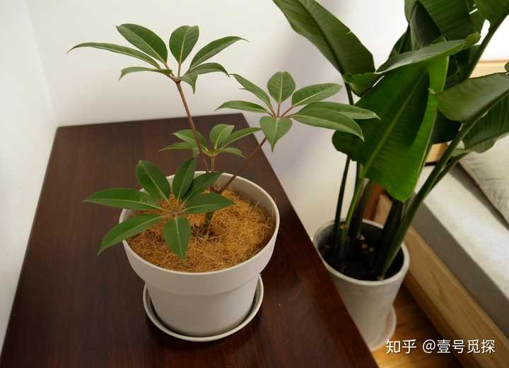 有哪些漂亮又好养的植物?