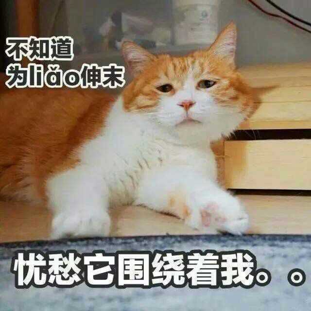 怎样给自家猫p一个酷酷的表情包?