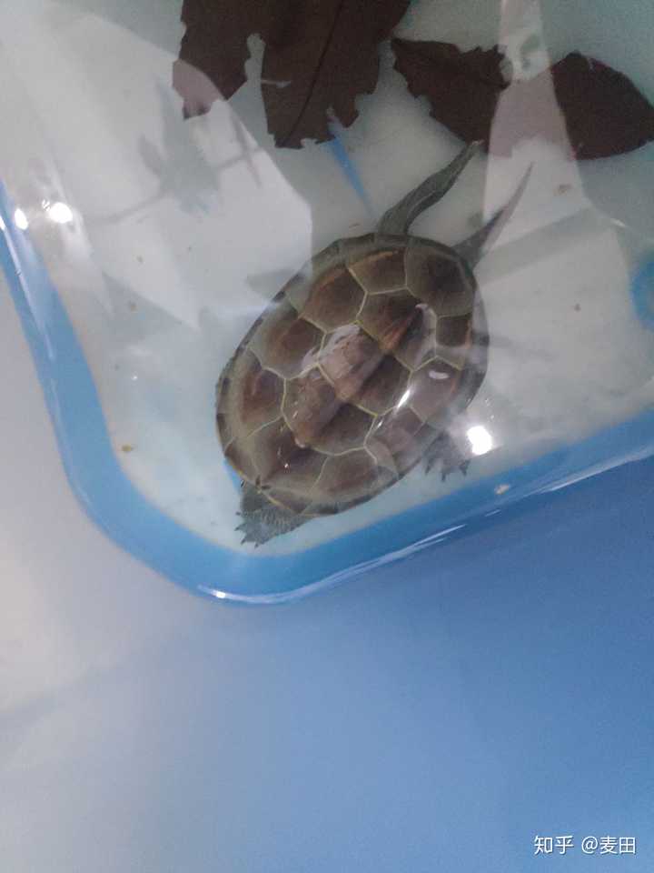 为什么乌龟会歪着头睡觉?