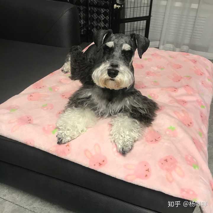 你们的雪纳瑞都长什么样子呀?