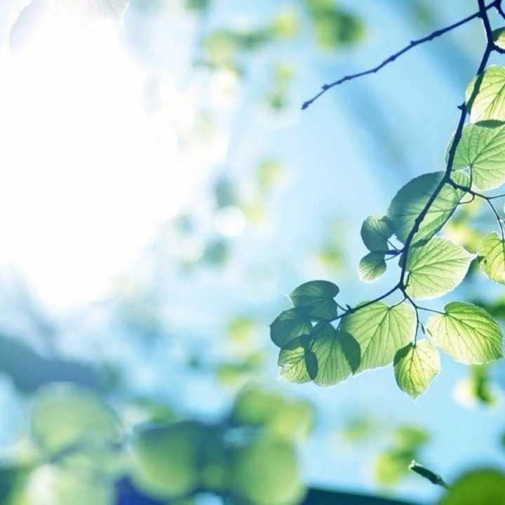 有唯美清新的阳光大树图片吗?