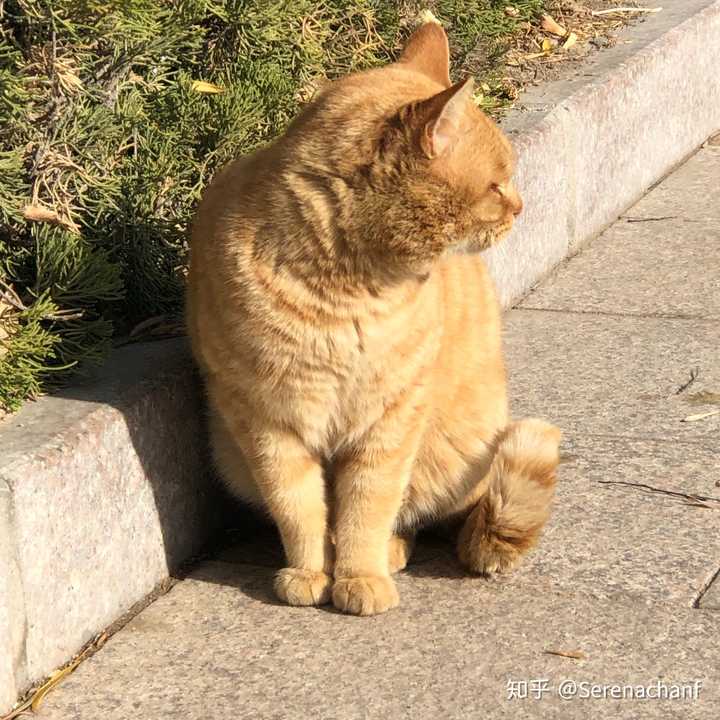 最好看的橘猫长什么样?