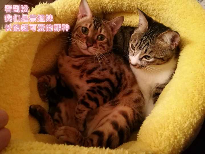 孟加拉豹猫(bengal)性格如何?适合做宠物吗?