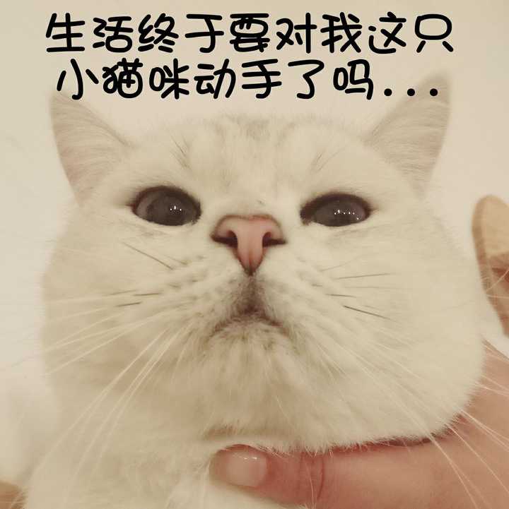 我没猫,如果有猫绝对不会存这么多别人家的猫 还有很多就不发了