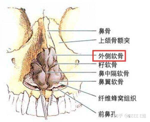 鼻部结构