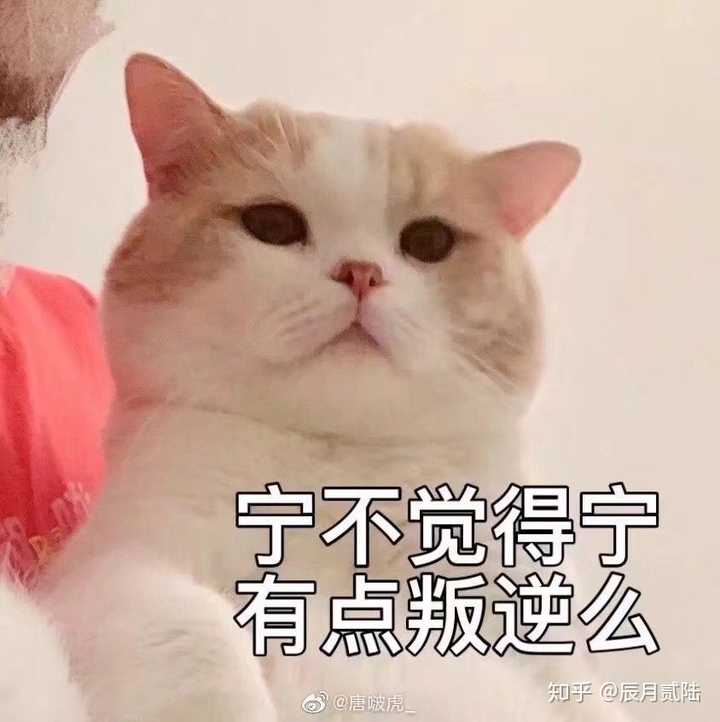原耽女孩三观不正?
