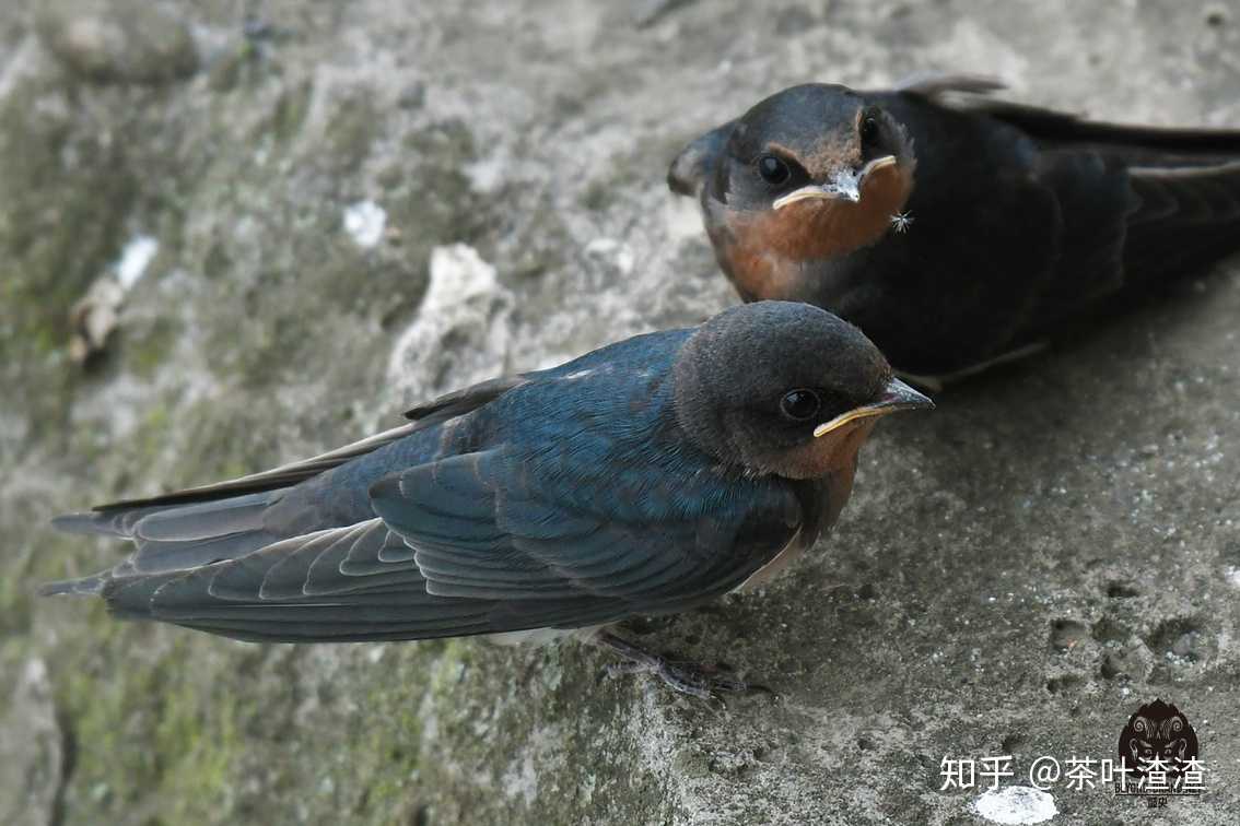 今天拍到一组燕子妈妈喂食小燕子的照片.感动!