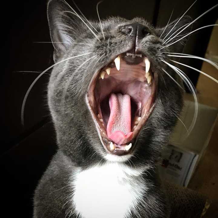 猫打哈欠舌头会打卷吗?
