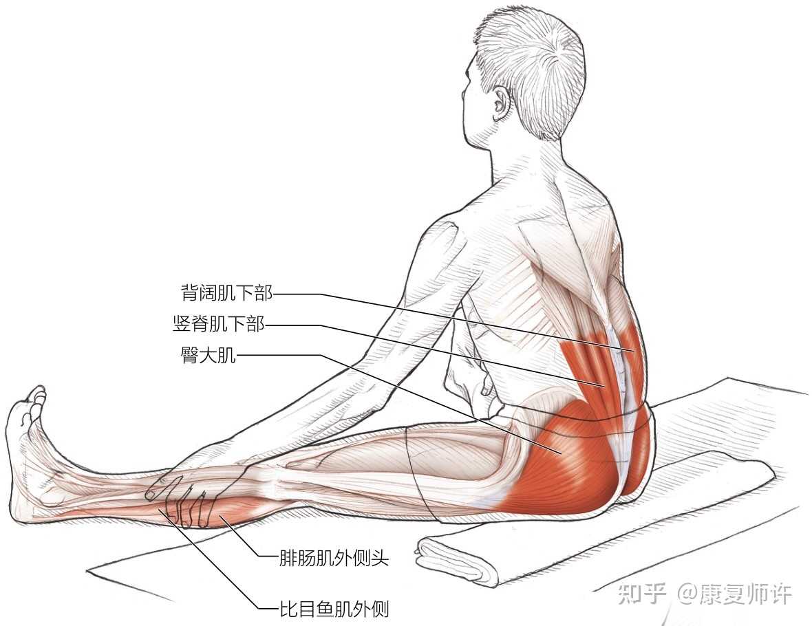 坐姿髋内收肌和伸肌拉伸