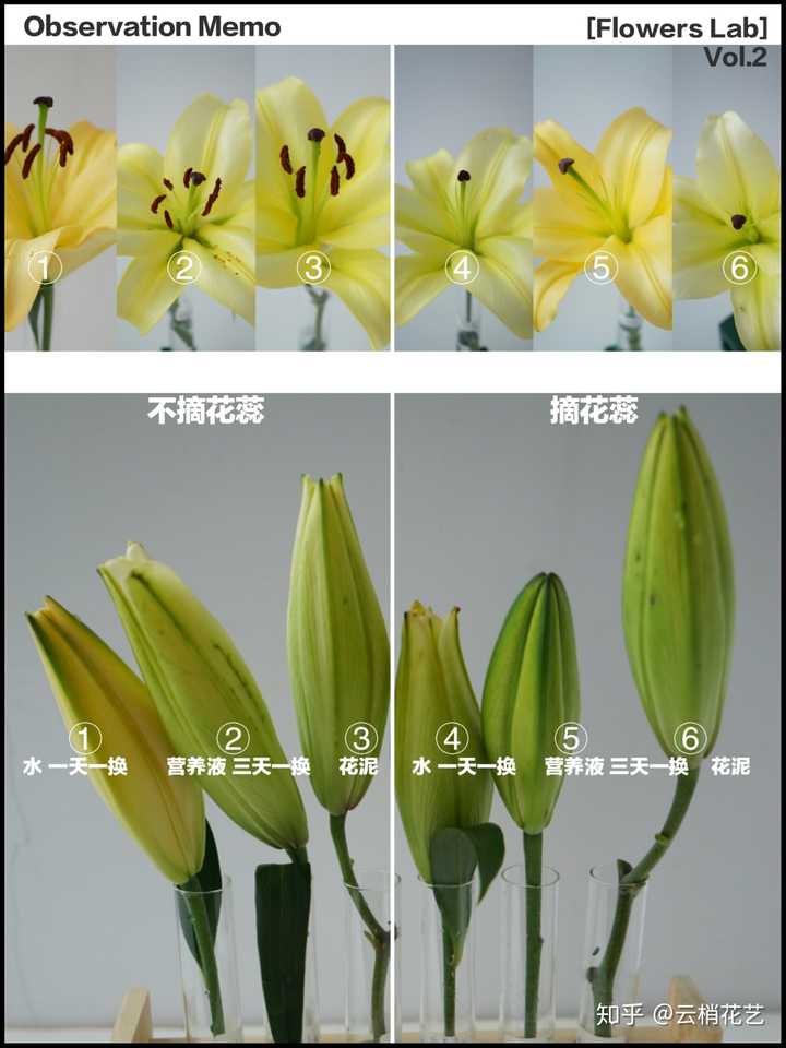 百合花去花蕊?