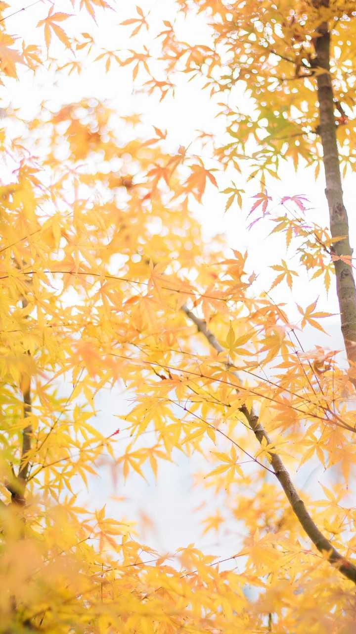 有哪些高质量的微信聊天背景图片?