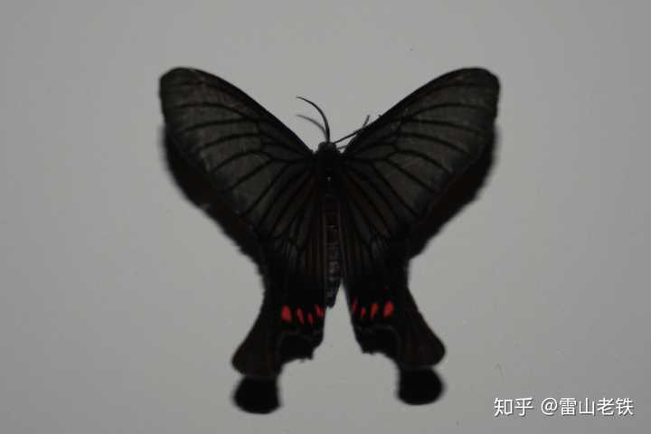 蝴蝶过了,按理应该是蛾,许多蛾子的美丽一点不亚于蝴蝶 譬如这种凤蛾