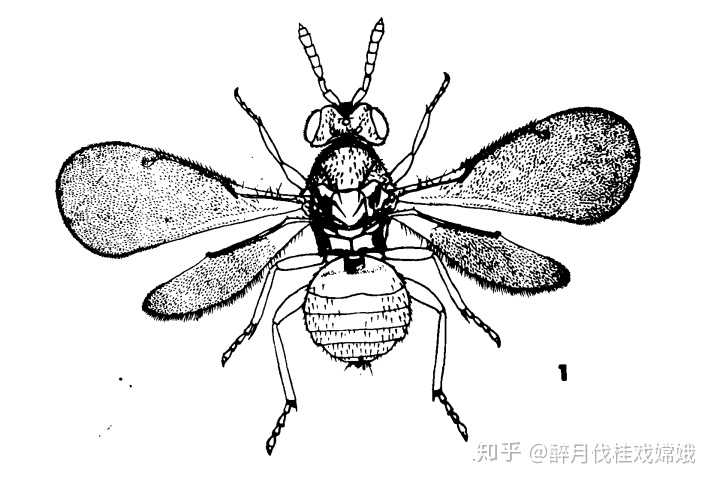 白蛾周氏啮小蜂雌成虫在羽化后的当天即可产卵.