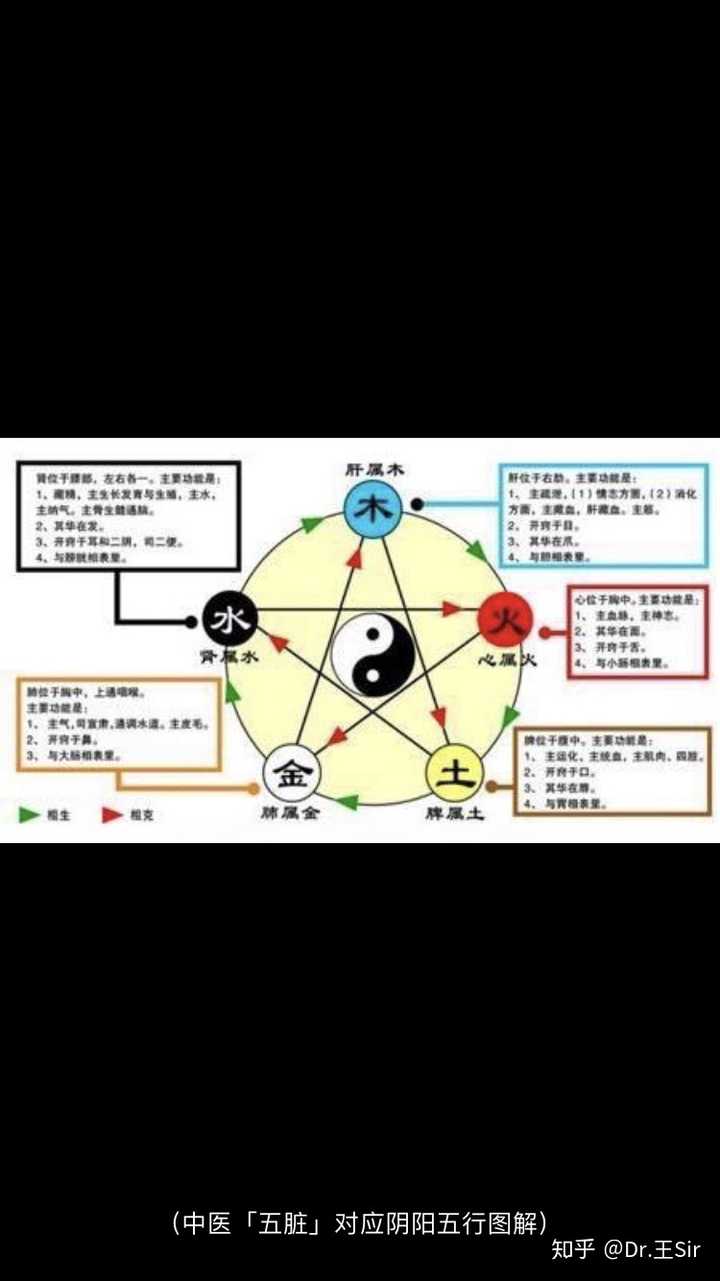 心肝脾肺肾;六腑:胃三焦胆膀胱大小肠),还分别对应阴阳五行,可唯独