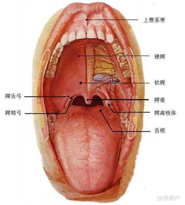 颊肌为主的肌肉负责把口腔内气体尽可能赶出口腔,从而形成负压,这也就