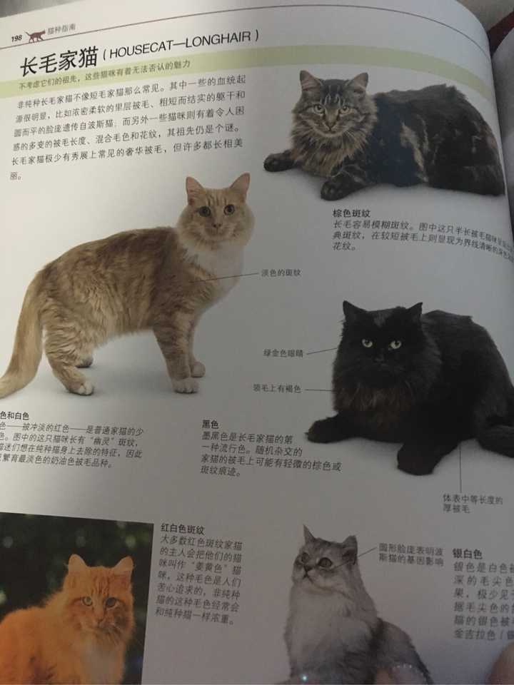 赞同了该回答 看题主的定义了…我个人是觉得串串才是土猫,中华田园猫