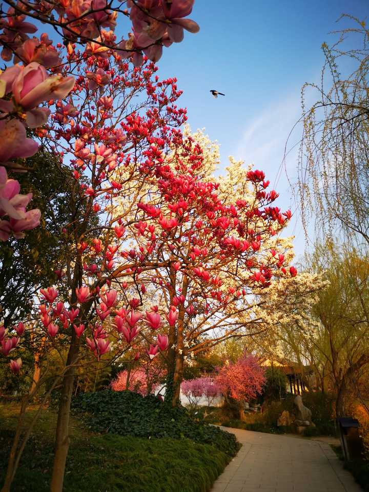 春天的扬州随处都是风景