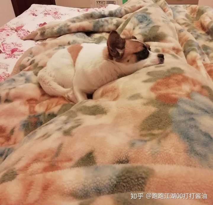你们会允许宠物睡你床上吗?