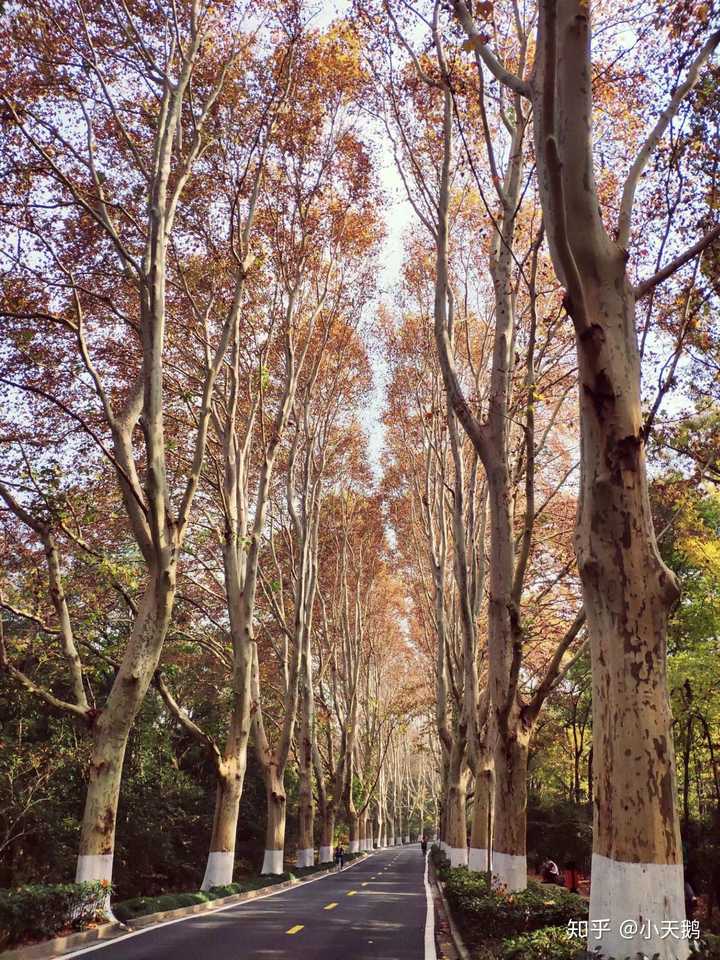 浪漫而庄严的梧桐路