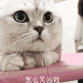壁纸 动物 猫 猫咪 小猫 桌面 288_288 gif 动态图 动图