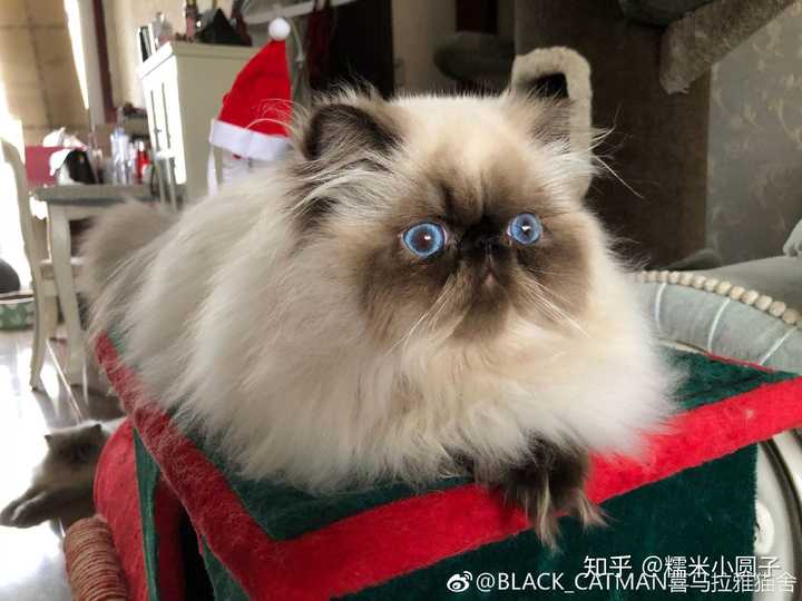 喜马拉雅猫就是重点色的波斯猫,放几张我喜欢的猫舍的图片