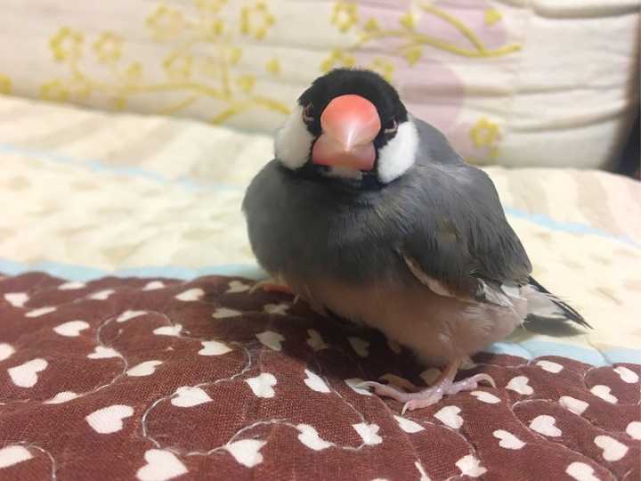 养文鸟是一种什么体验?