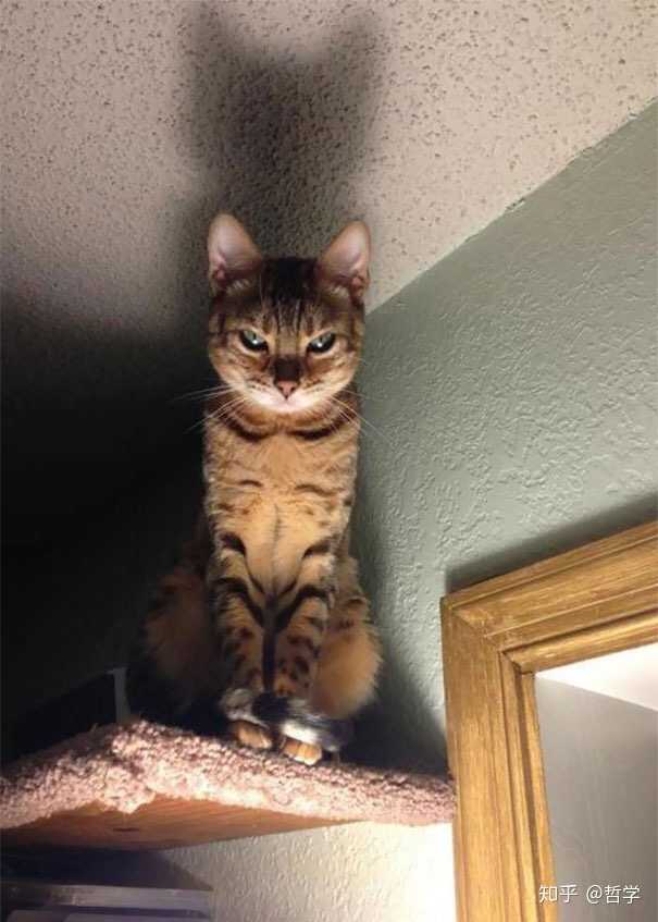 猫真的有杀死主人的意图吗?