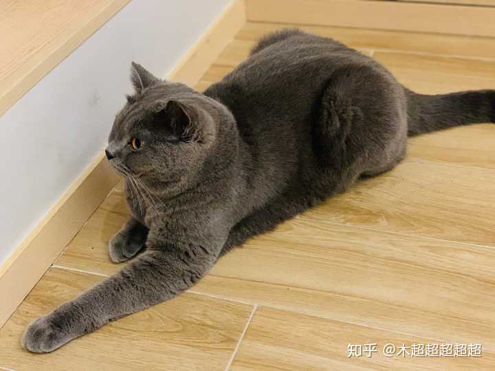 英短蓝猫为什么叫蓝猫?